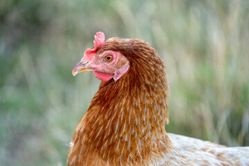 brown chicken on the farm, portrait of a chicken hen, free range chicken.