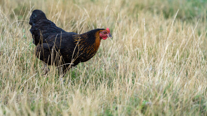 black harco free range hen chicken. Chicken in the grass. The harco chicken is a black chicken with a brown neck, and lays around 300 eggs per year
