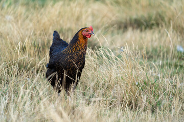 black harco free range hen chicken. Chicken in the grass. The harco chicken is a black chicken with a brown neck, and lays around 300 eggs per year
