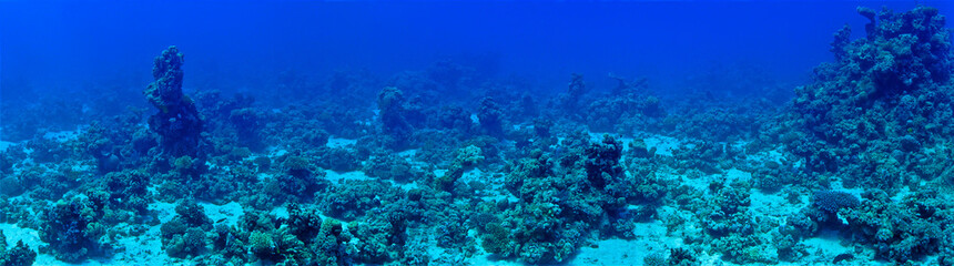 Naklejka na ściany i meble Underwater panorama photo of coral reef 