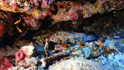 Grouper fish resting at a coral reef