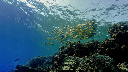 Fototapeta na wymiar Underwater photo of a schools of fish by a coral reef. From a scuba dive in the Red sea in Egypt.