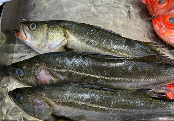 新鮮な海の魚スズキ