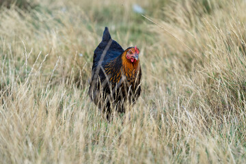 black harco free range hen chicken. Chicken in the grass. The harco chicken is a black chicken with a brown neck, and lays around 300 eggs per year
