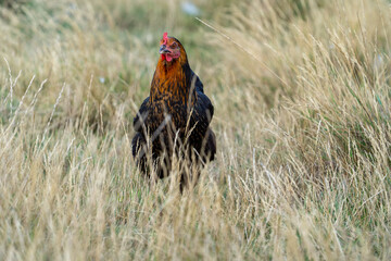 black harco free range hen chicken. Chicken in the grass. The harco chicken is a black chicken with a brown neck, and lays around 300 eggs per year
