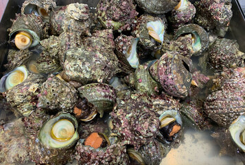 新鮮な魚介類　サザエ