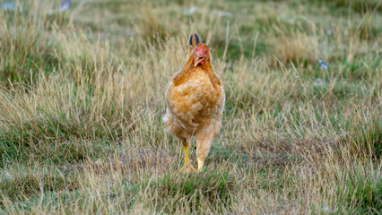 Portrait of a ISA Brown Chickens. One of the best breed for a first time chicken owner, they are extremely personable and get along with humans extremely well. Free range chicken