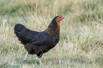 black harco free range hen chicken. Chicken in the grass. The harco chicken is a black chicken with a brown neck, and lays around 300 eggs per year

