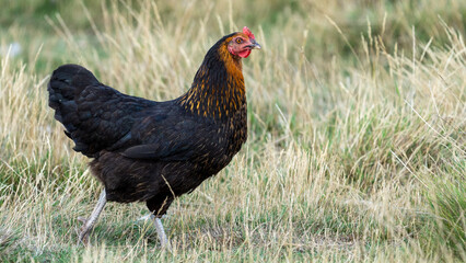 black harco free range hen chicken. Chicken in the grass. The harco chicken is a black chicken with a brown neck, and lays around 300 eggs per year

