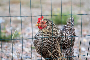 The Malines, Dutch: 'Mechelse Koekoek', a Belgian breed of large domestic chicken hen walking on a farm behind a fence