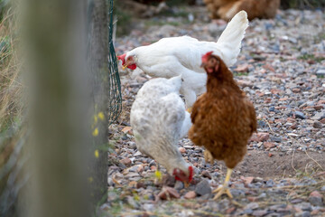 white chicken others on a farm. White leghorn (livorno) chicken (known for laying the most eggs of...