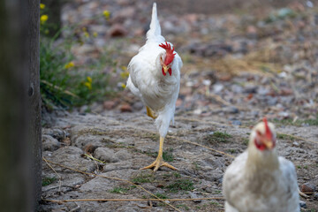 white chicken on a farm. White leghorn (livorno) chicken (known for laying the most eggs of all...