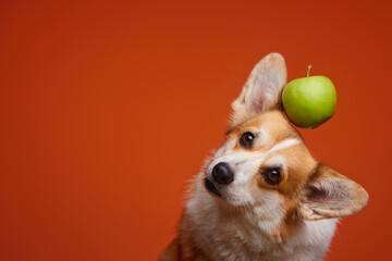 Happy Welsh Corgi Pembroke dog holding a green apple on his head. The dog and the apple are isolated on an orange background. Healthy Lifestyle. Hanging fruit concept. World Vegetarian Day.
