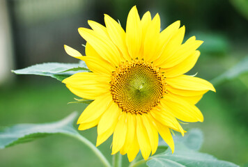 close-up of a beautiful sunflower in a field, Hokuto, Yamanashi, Japan