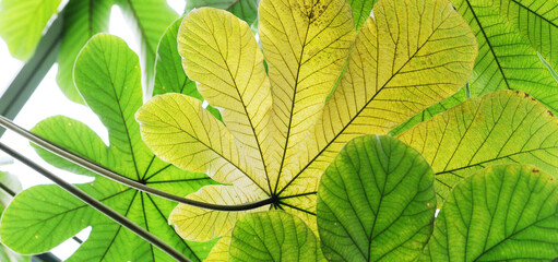 Leaves of a trumpet tree