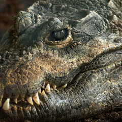 crocodylinae isolated on white background