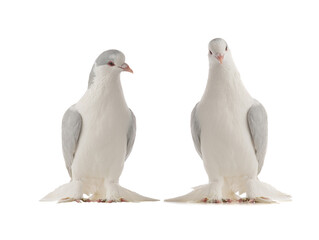 two  lahore pigeon isolated on white background