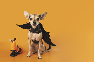 Halloween Dog,funny little puppy on orange background with halloween decoration,pet food,veterinary...