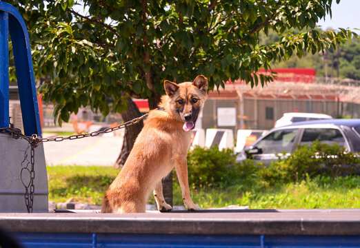Korean dog is tied on the truck by chain leash.
