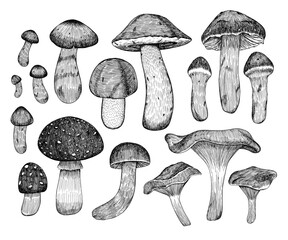 Mushrooms. A set of different mushrooms. Hand-drawn in the style of engraving - obrazy, fototapety, plakaty
