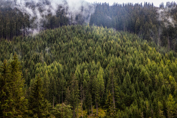 background of dense green pine forest