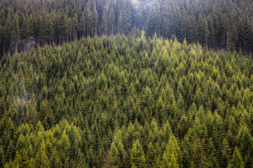background of dense green pine forest