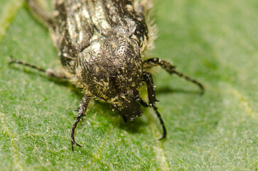 White spotted rose beetle Oxythyrea funesta. Gran Canaria. Canary Islands. Spain.