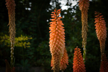 flowers in the forest