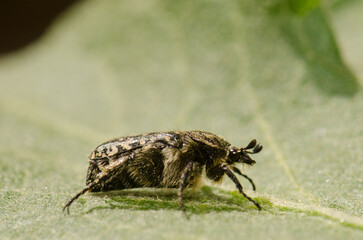 White spotted rose beetle Oxythyrea funesta. Gran Canaria. Canary Islands. Spain.