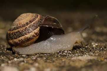 Milk snail Otala lactea. San Lorenzo. Las Palmas de Gran Canaria. Gran Canaria. Canary Islands. Spain.