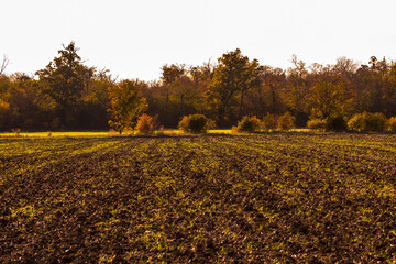 Autumn mood with a field and many colorful trees