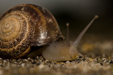 Milk snail Otala lactea. San Lorenzo. Las Palmas de Gran Canaria. Gran Canaria. Canary Islands. Spain.