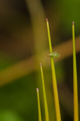 Green peach aphid Myzus persicae on a fruit of roundleaf geranium Geranium rotundifolium. San Lorenzo. Gran Canaria. Canary Islands. Spain.