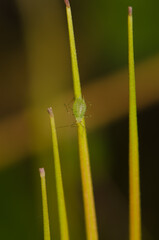 Green peach aphid Myzus persicae on a fruit of roundleaf geranium Geranium rotundifolium. San Lorenzo. Gran Canaria. Canary Islands. Spain.