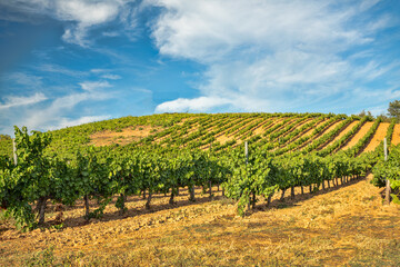 Fototapeta na wymiar Panoramic shot of a summer vineyard at sunset in the Bierzo region in Spain