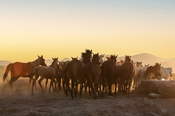 Fototapeta na wymiar horses running at sunset