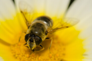 Female common drone fly Eristalis tenax on a flower of garland chrysanthemum Glebionis coronaria. San Lorenzo. Gran Canaria. Canary Islands. Spain.