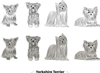 Yorkshire terrier breed, dog pedigree drawing. Cute dog characters in various poses, designs for prints adorable and cute Yorkshire terrier cartoon vector set, in different poses. Small dog