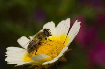 Female common drone fly Eristalis tenax on a flower of garland chrysanthemum Glebionis coronaria. San Lorenzo. Gran Canaria. Canary Islands. Spain.
