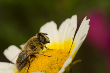 Female common drone fly Eristalis tenax on a flower of garland chrysanthemum Glebionis coronaria. San Lorenzo. Gran Canaria. Canary Islands. Spain.