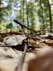 Beautiful autumn landscape with trees and sky. Colorful foliage in the park. Falling leaves natural background