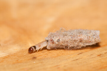 Larva of the moth Tinea dubiella in its portable case. Las Palmas de Gran Canaria. Gran Canaria. Canary Islands. Spain.