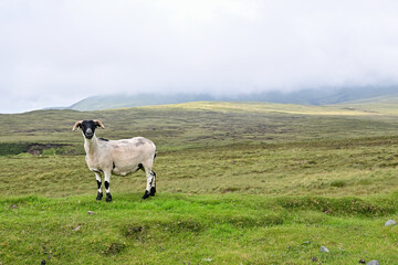 Schaf stehend auf einer Weide / Rasen auf der Insel Isle of Skye mit Berge im Hintergrund,...