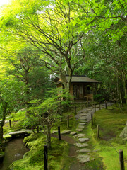 Japanese garden seen from near the surface of the stream