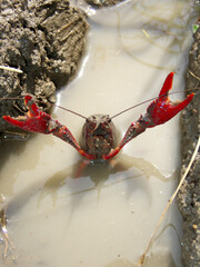A crayfish threatening to the camera