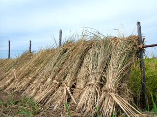 Sheaf of rice being dried