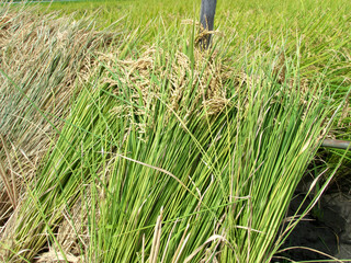 Sheaf of rice being dried