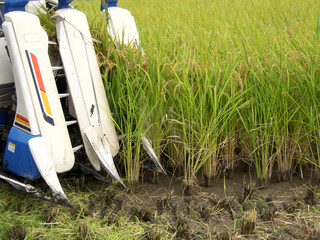 Rice being harvested with a combine harvester