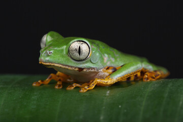 A Tiger-legged Monkey Frog on a leaf
