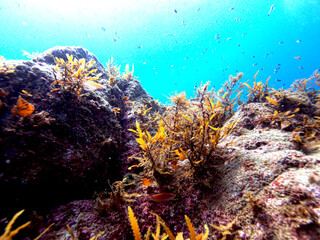 Seaweed growing on rocks and the blue sea